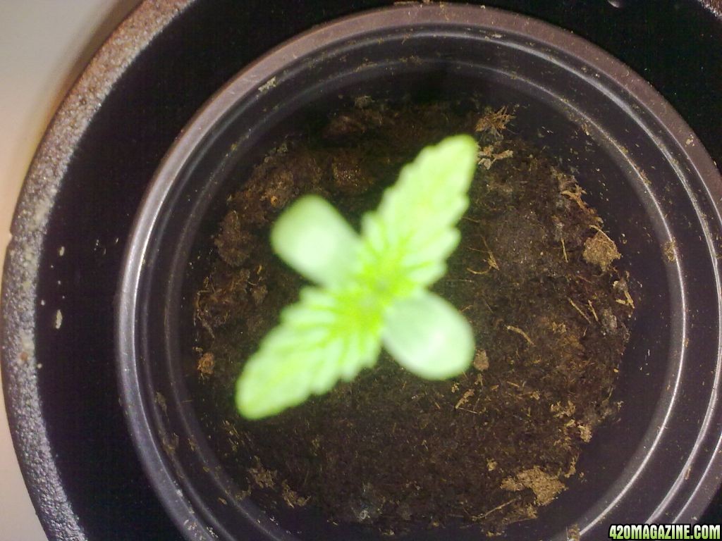 1 week old Purple Bud