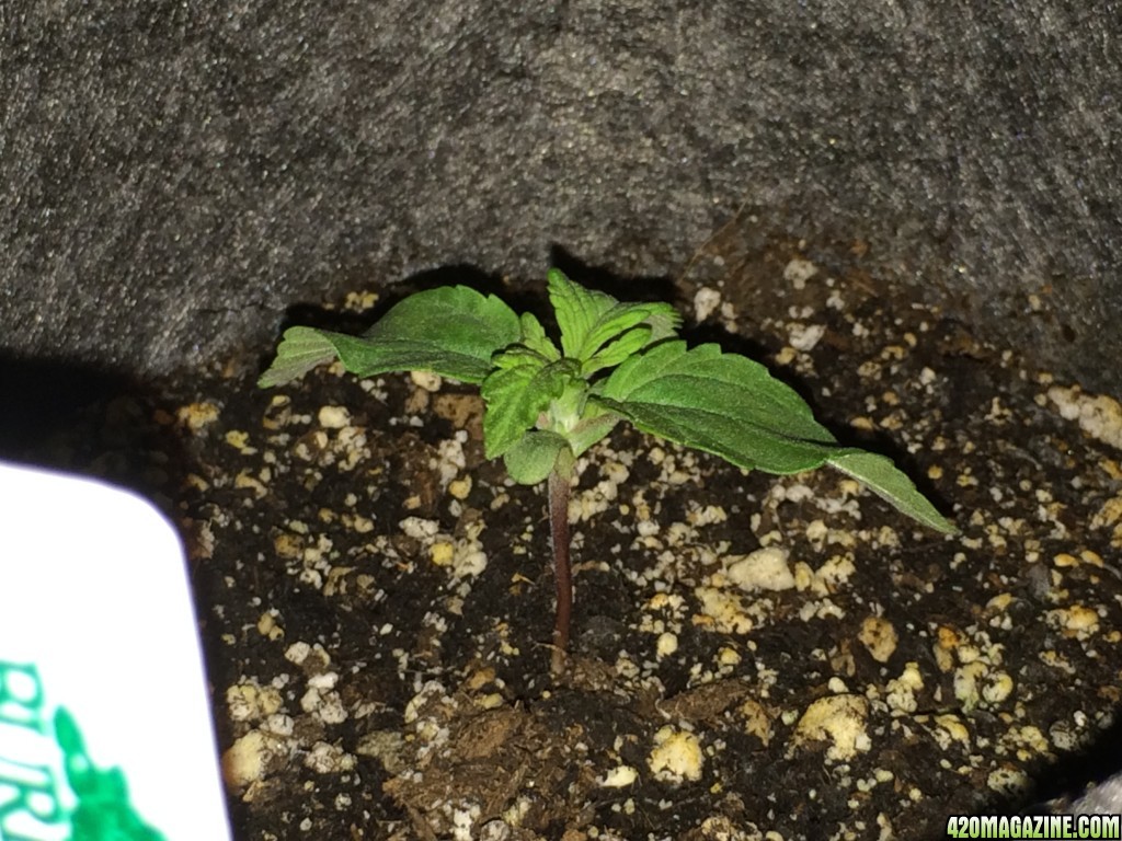 1 week seedling