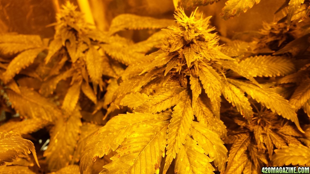 10-10 week 4 flowering