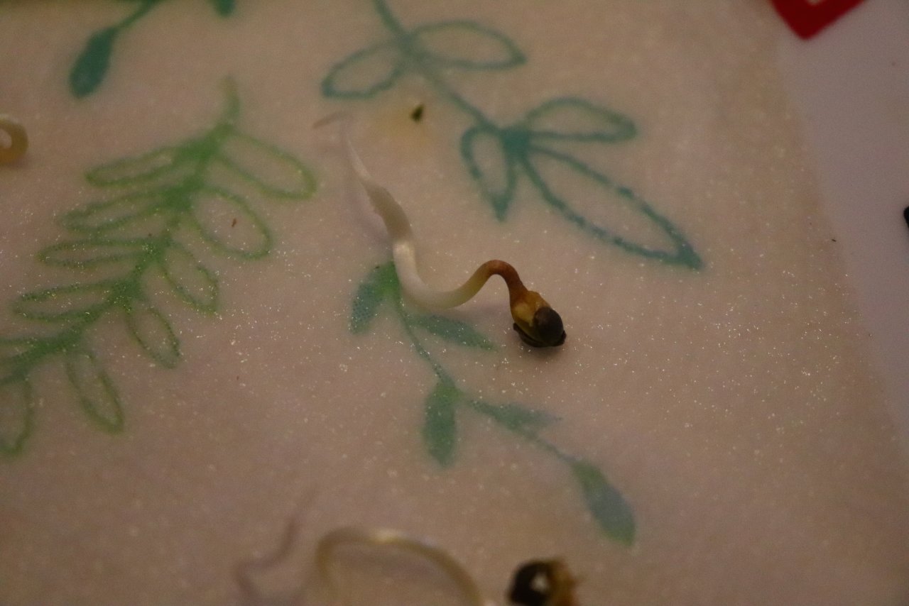 10 day old Silver Fox seeds germinating