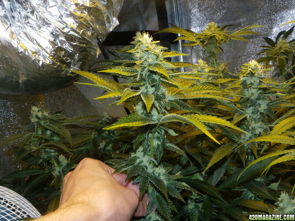 10 May 2013 - Kosher Kush Buds Around Week 5 flower ?