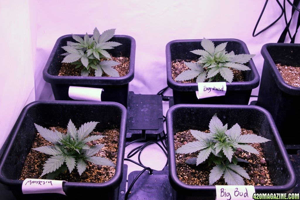 10 plant grow 2400 watt LED - Day 17