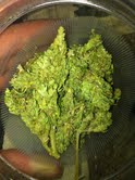 100% Sativa Loud