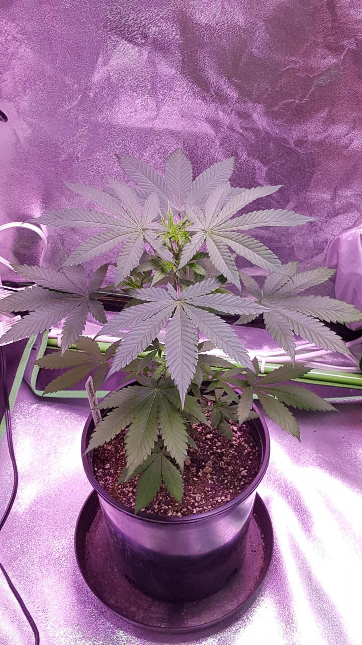 100118 Amherst Sour Diesel Veg Day 30 2.jpg