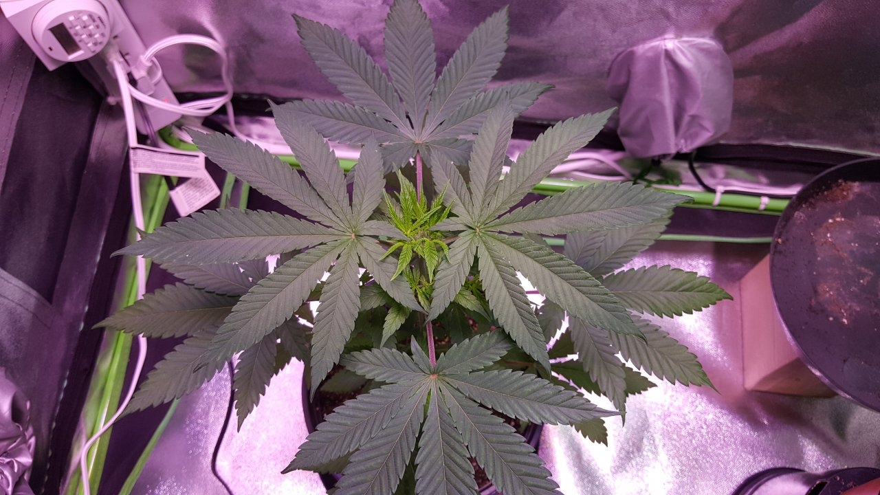 100118 Amherst Sour Diesel Veg Day 30 3.jpg