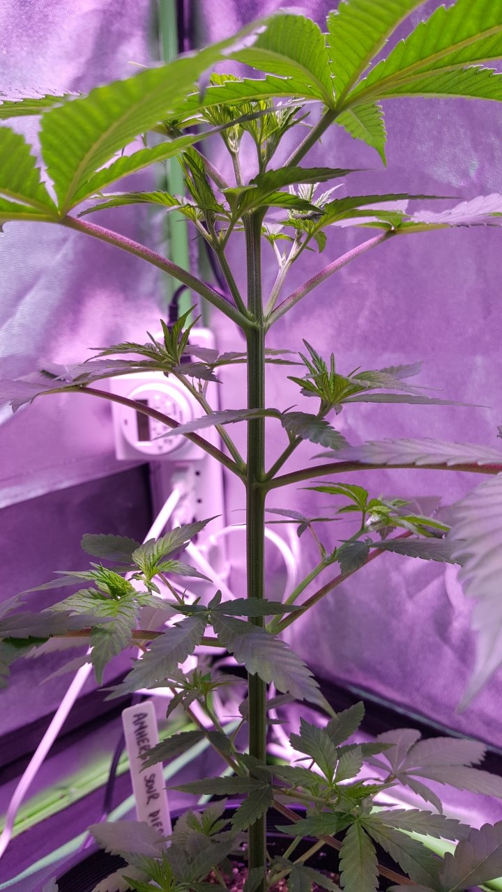 100118 Amherst Sour Diesel Veg Day 30 6.jpg