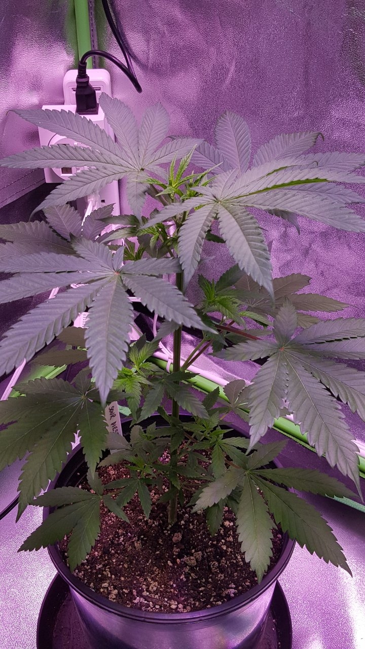 100118 Amherst Sour Diesel Veg Day 30 7.jpg