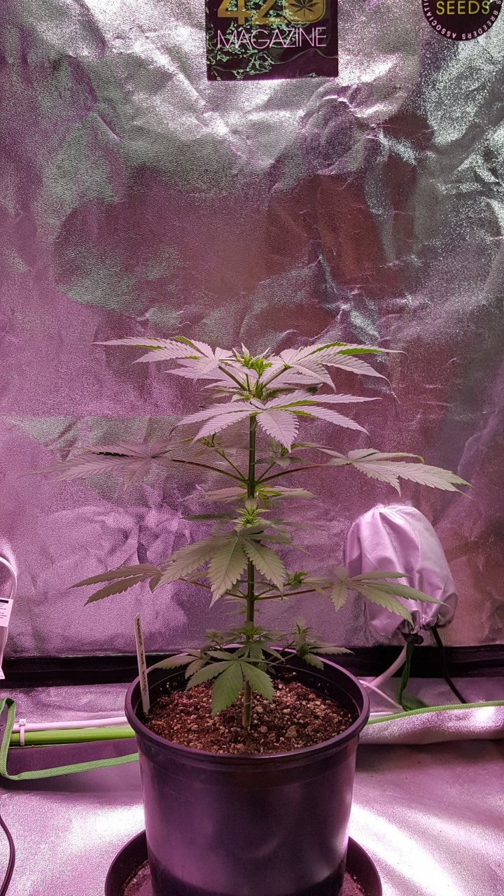 100118 Amherst Sour Diesel Veg Day 30 8.jpg