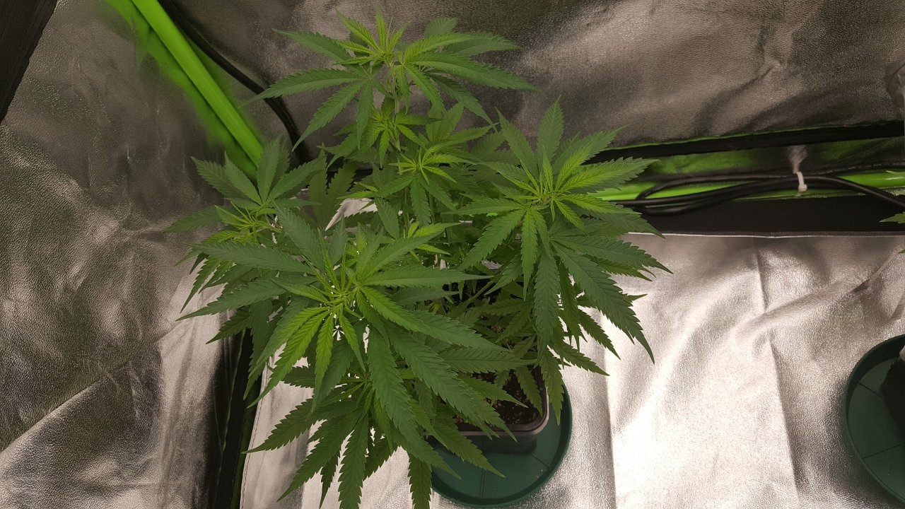 100219 Jack Herer #1 Veg Day 52 1.jpg