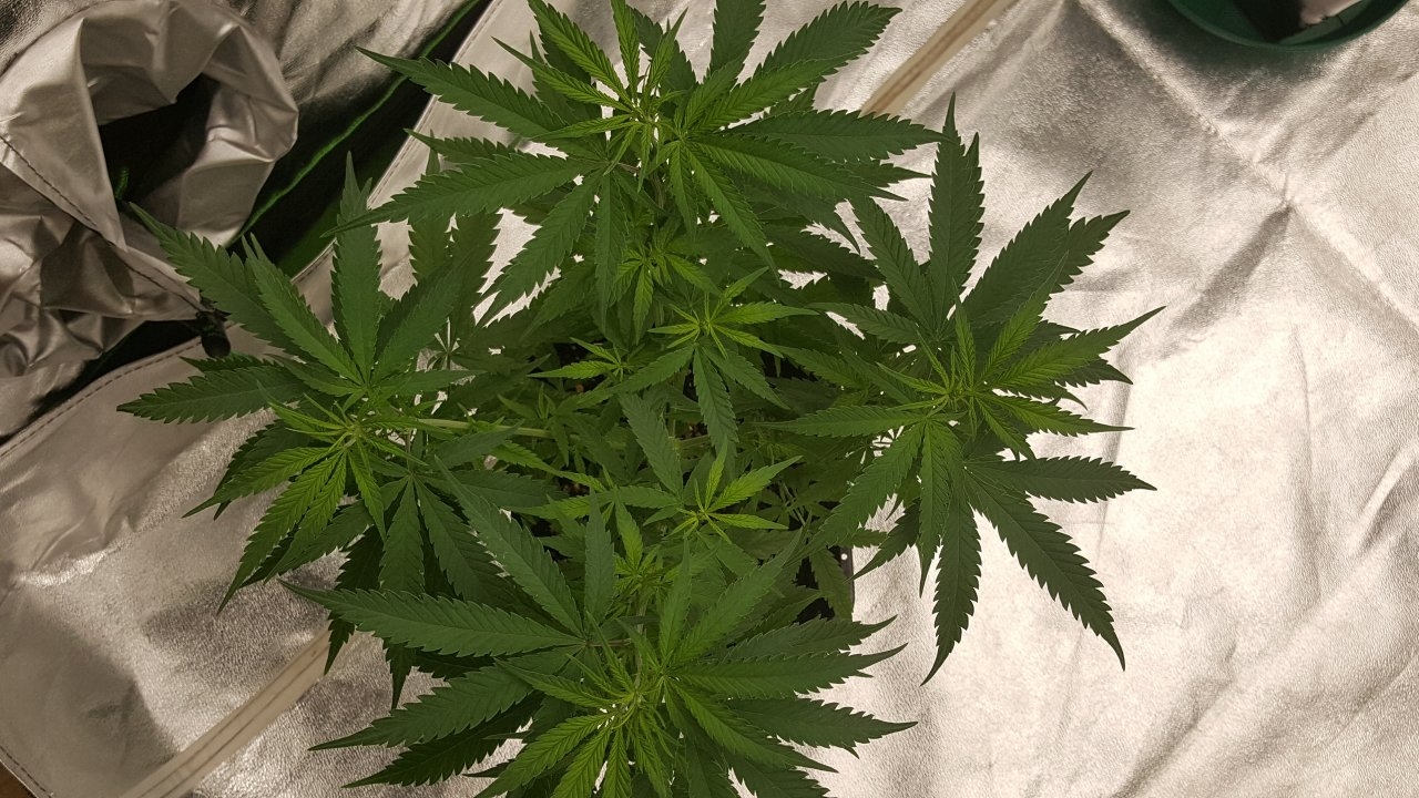 100219 Jack Herer #1 Veg Day 52 3.jpg