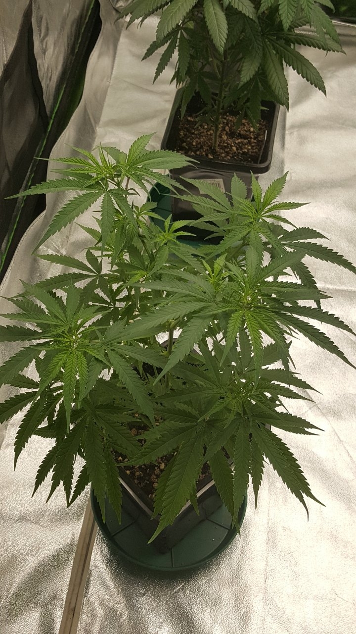 100219 Jack Herer #1 Veg Day 52 4.jpg