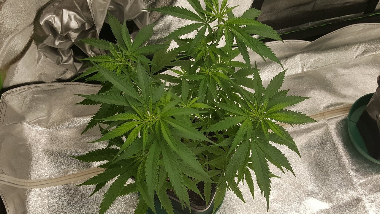 100219 Jack Herer #1 Veg Day 52 5.jpg