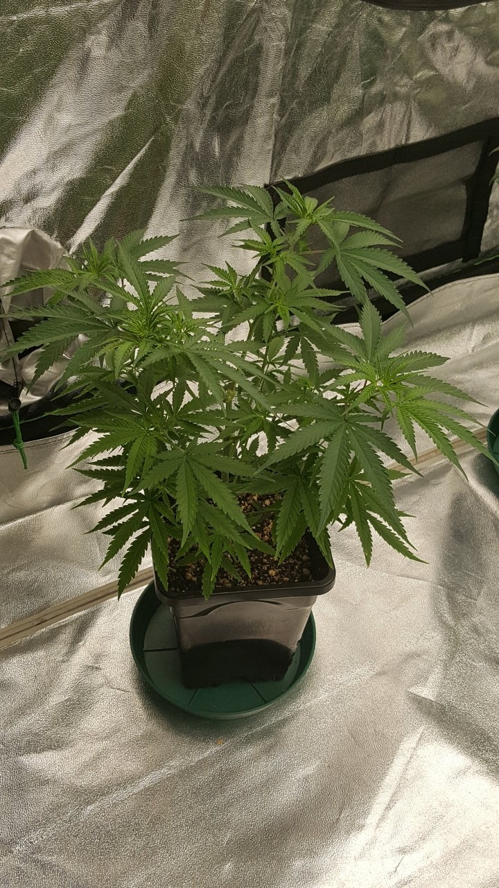 100219 Jack Herer #2 Veg Day 52 1.jpg