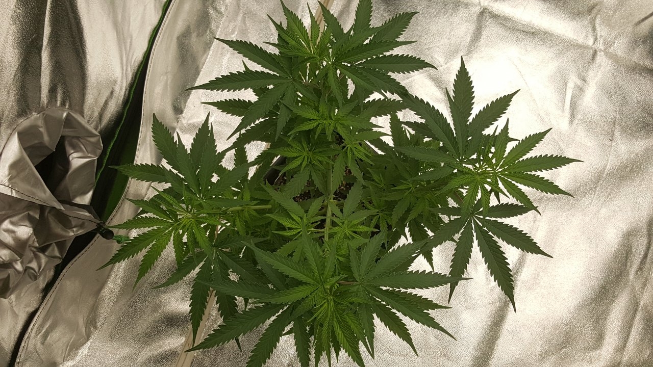 100219 Jack Herer #2 Veg Day 52 3.jpg