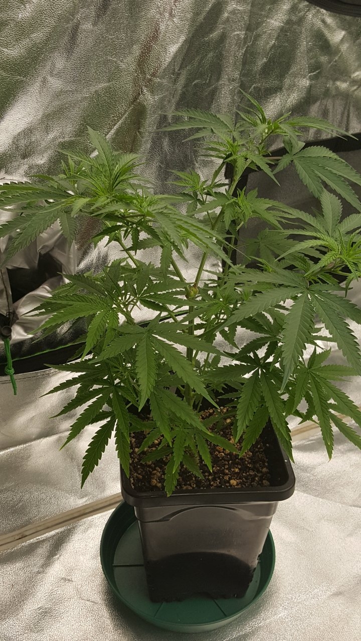 100219 Jack Herer #2 Veg Day 52 5.jpg