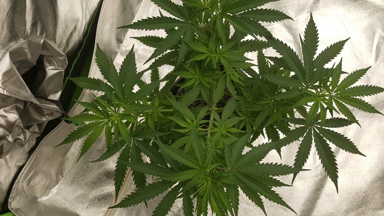 100219 Jack Herer #2 Veg Day 52 7.jpg