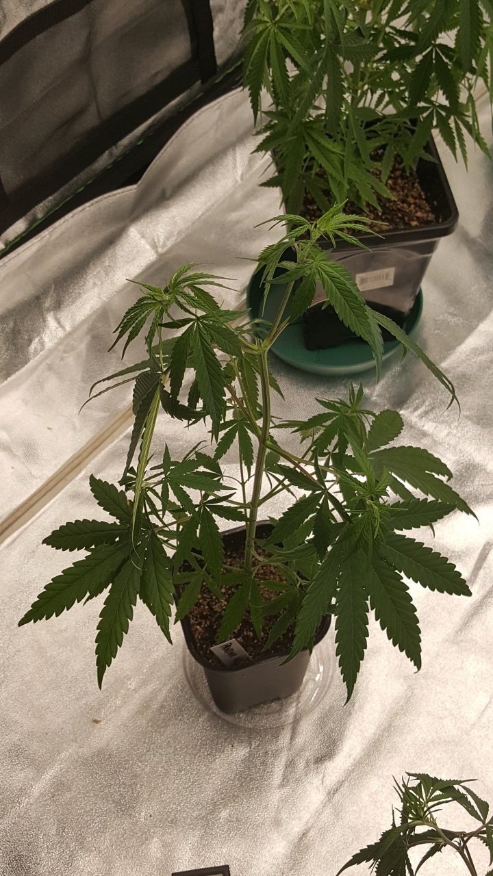 100219 Panama Haze Veg Day 38 1.jpg