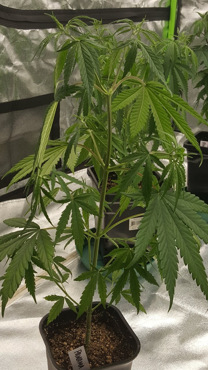 100219 Panama Haze Veg Day 38 2.jpg