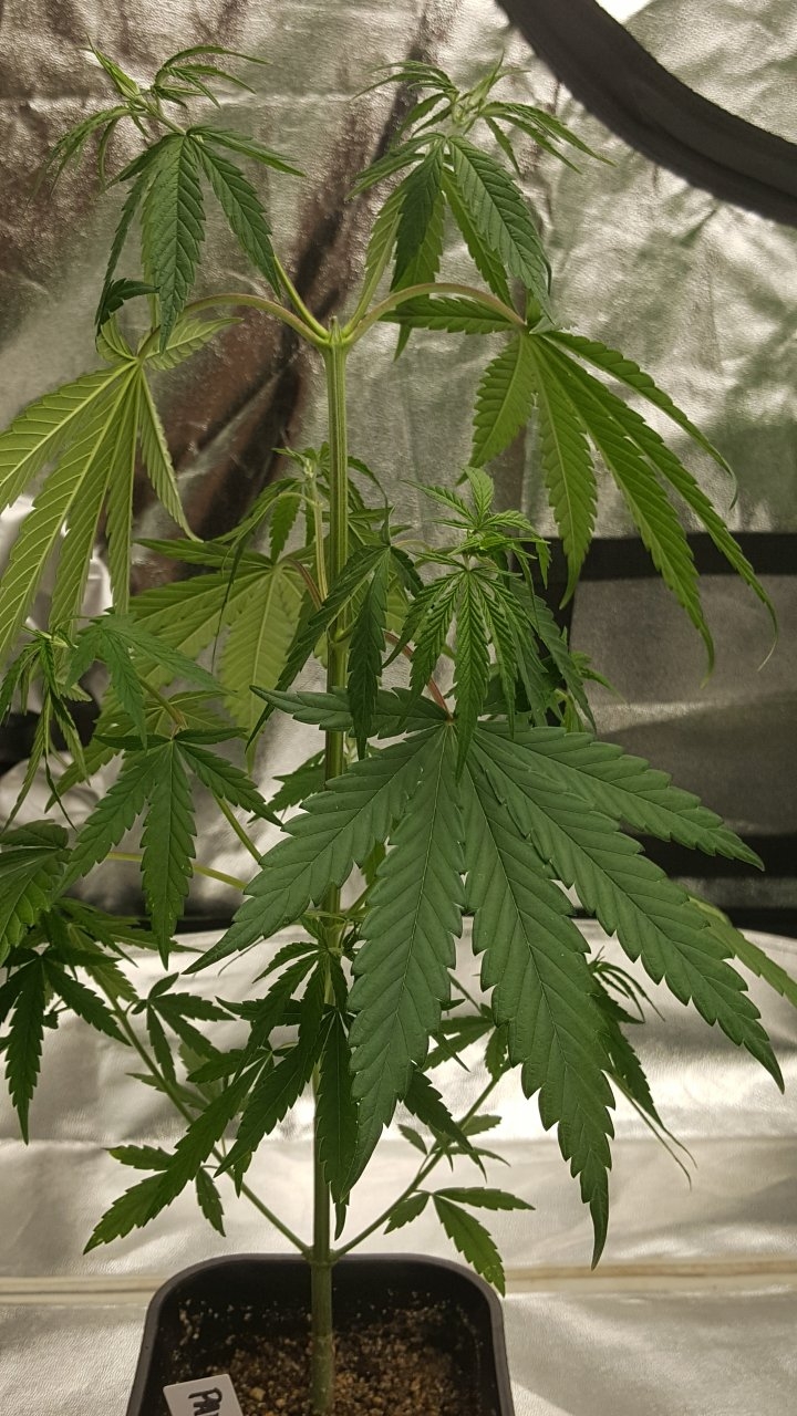 100219 Panama Haze Veg Day 38 3.jpg