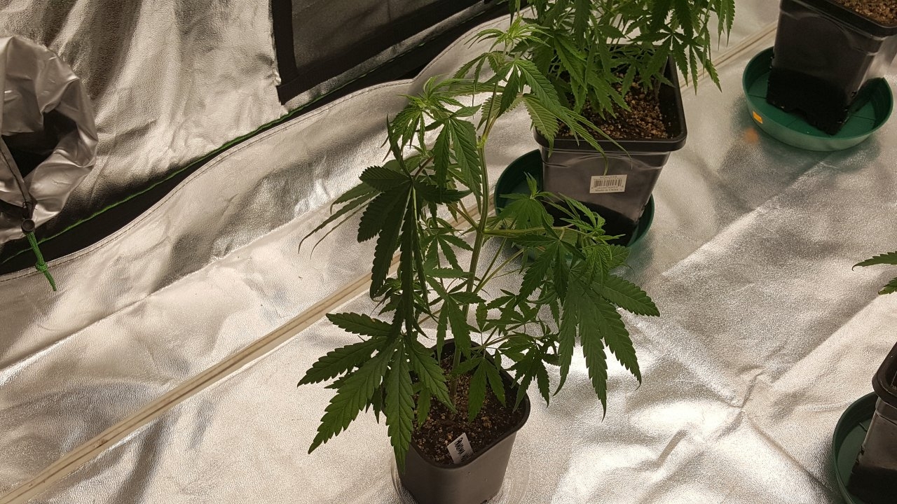 100219 Panama Haze Veg Day 38 4.jpg