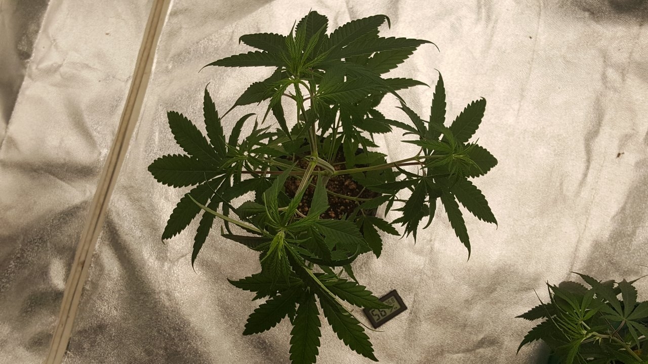 100219 Panama Haze Veg Day 38 5.jpg