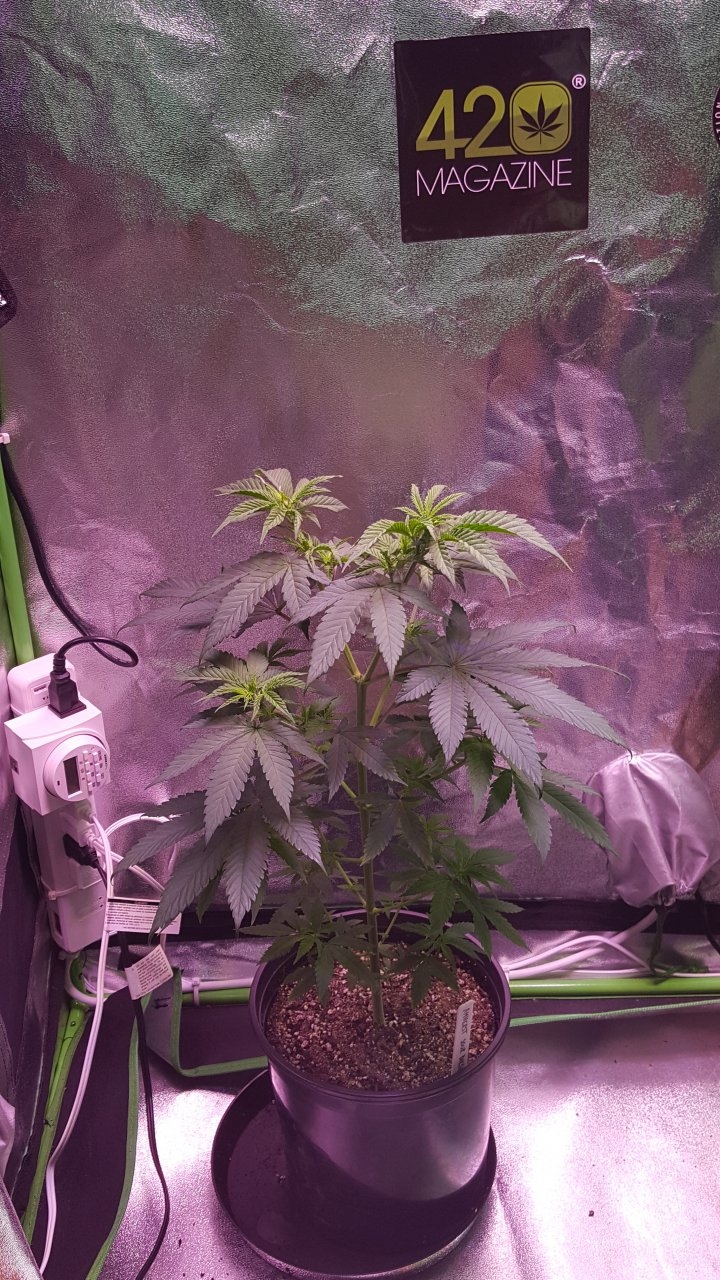 101018 Amherst Sour Diesel Veg Day 39 1.jpg