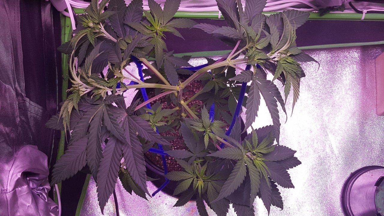 101018 Amherst Sour Diesel Veg Day 39 10.jpg