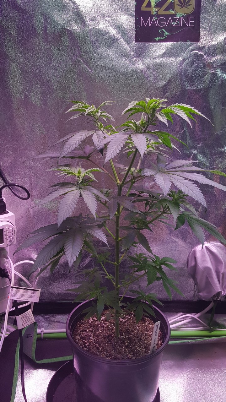 101018 Amherst Sour Diesel Veg Day 39 2.jpg