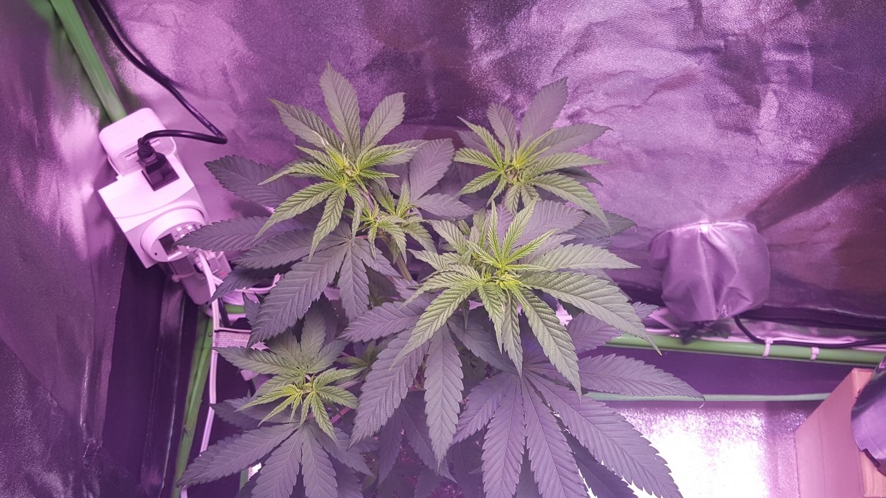 101018 Amherst Sour Diesel Veg Day 39 3.jpg