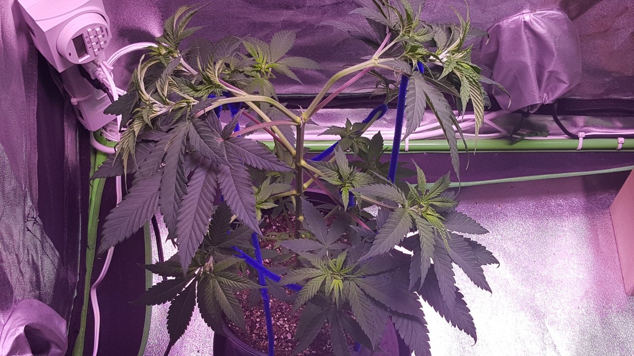 101018 Amherst Sour Diesel Veg Day 39 8.jpg