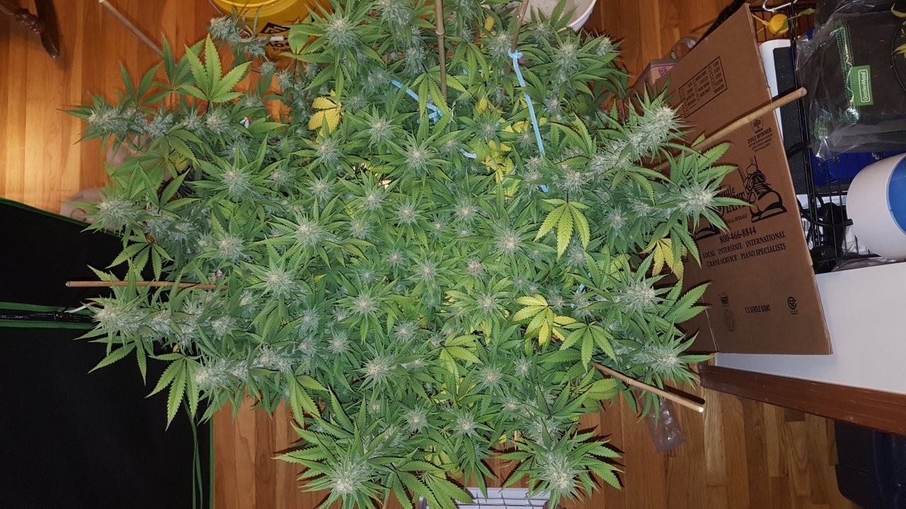 101118 Black Cherry Punch Flip Day 35 Day 25 With Hairs 1.jpg