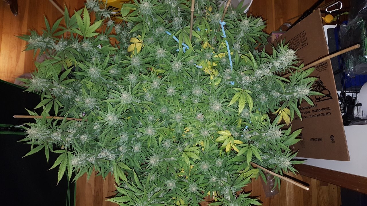 101118 Black Cherry Punch Flip Day 35 Day 25 With Hairs 2.jpg