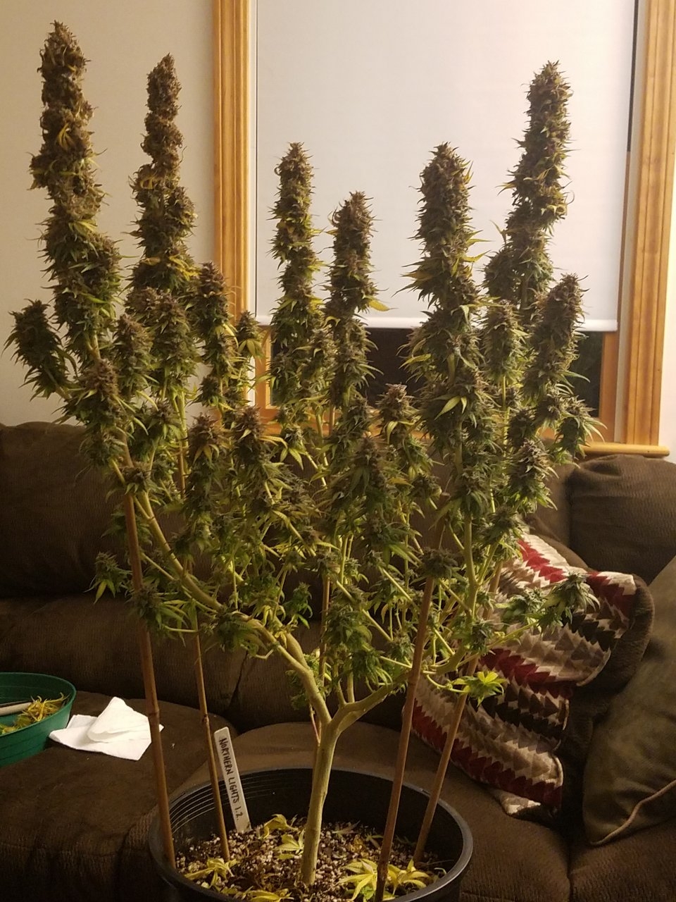 101118 Northern Lights Flip Day 68-61 Harvest Day 1.jpg