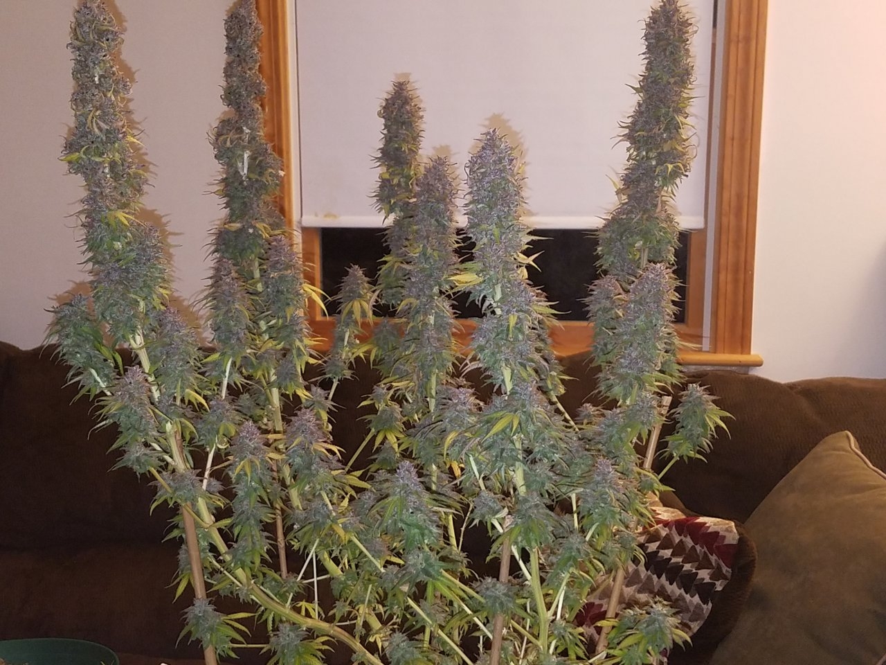 101118 Northern Lights Flip Day 68-61 Harvest Day 2.jpg