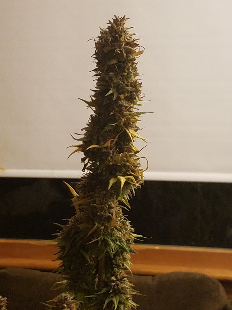 101118 Northern Lights Flip Day 68-61 Harvest Day 3.jpg