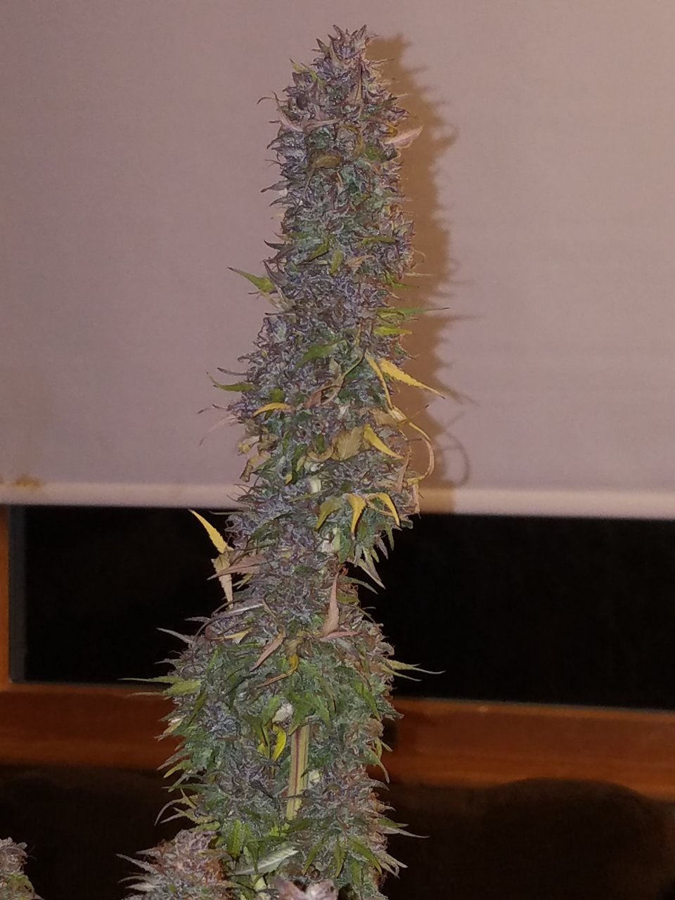 101118 Northern Lights Flip Day 68-61 Harvest Day 4.jpg