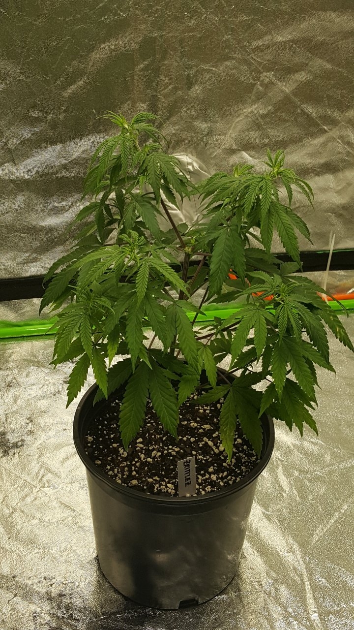 101519 Zkittlez Veg Day 51 1.jpg