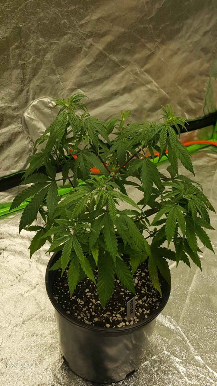 101519 Zkittlez Veg Day 51 5.jpg