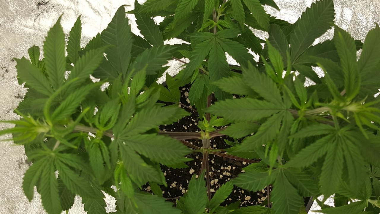 101519 Zkittlez Veg Day 51 6.jpg