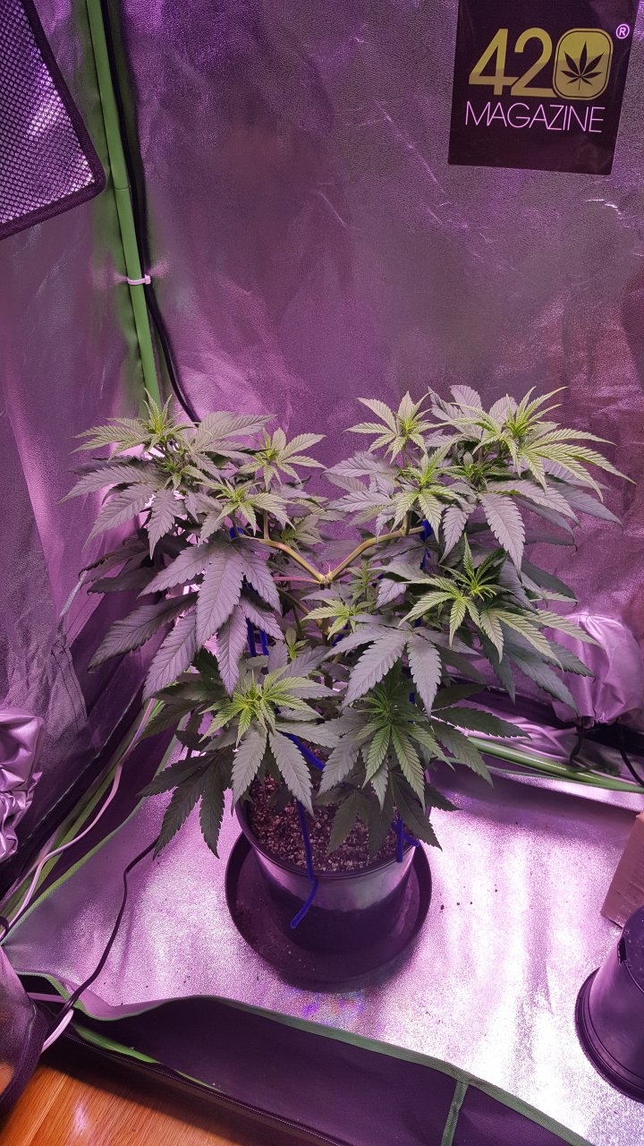 101718 Amherst Sour Diesel Veg Day 46 1.jpg