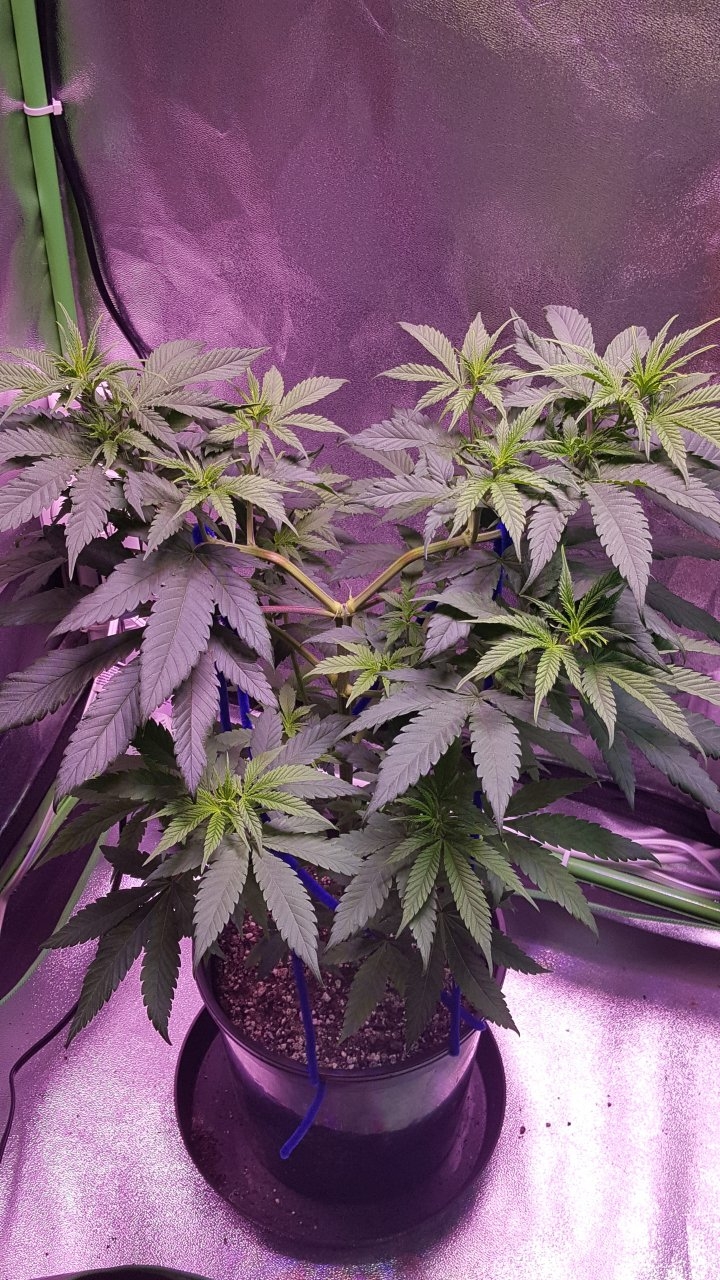 101718 Amherst Sour Diesel Veg Day 46 2.jpg