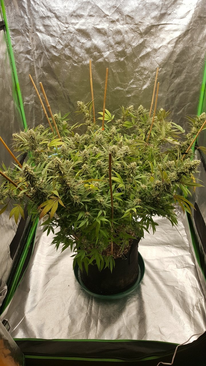 101818 Black Cherry Punch Flip Day 42 Day 32 With Hairs 2.jpg