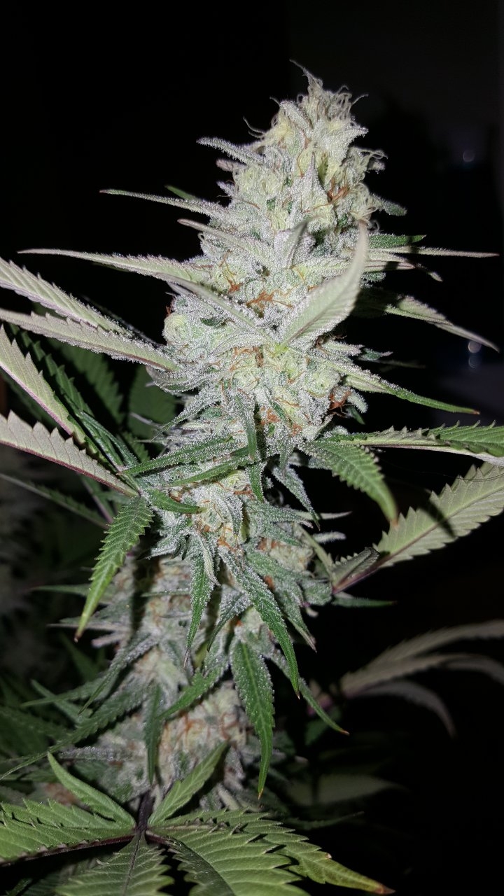 101818 Black Cherry Punch Flip Day 42 Day 32 With Hairs 8.jpg