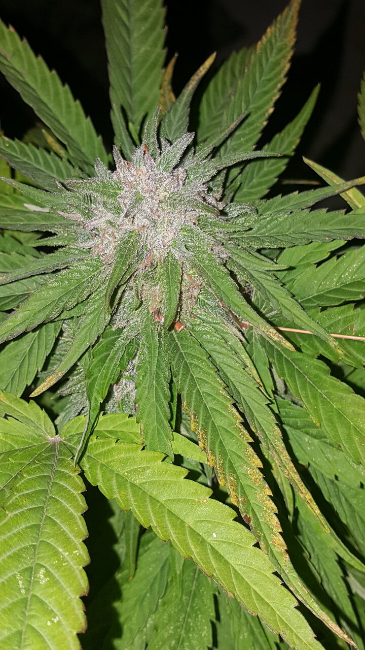 101819 Amnesia Haze Harvest Day 2.jpg