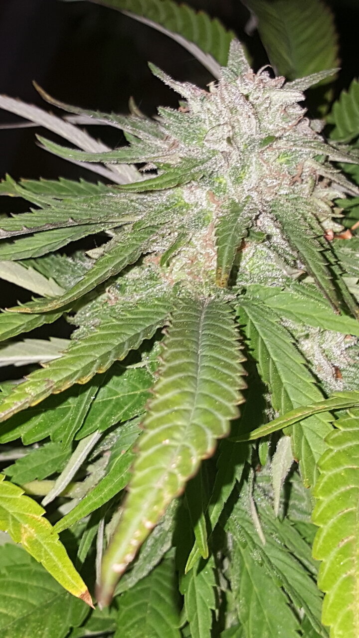 101819 Amnesia Haze Harvest Day 3.jpg