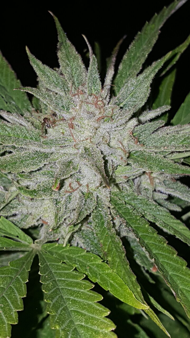 101819 Amnesia Haze Harvest Day 4.jpg