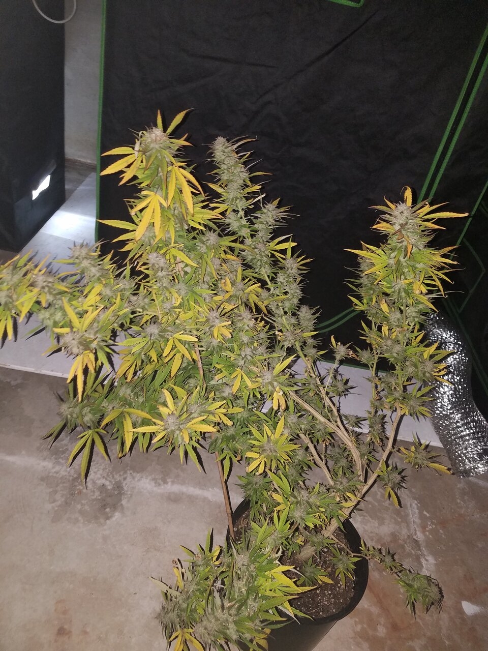 101819 DTF Harvest Day 1.jpg