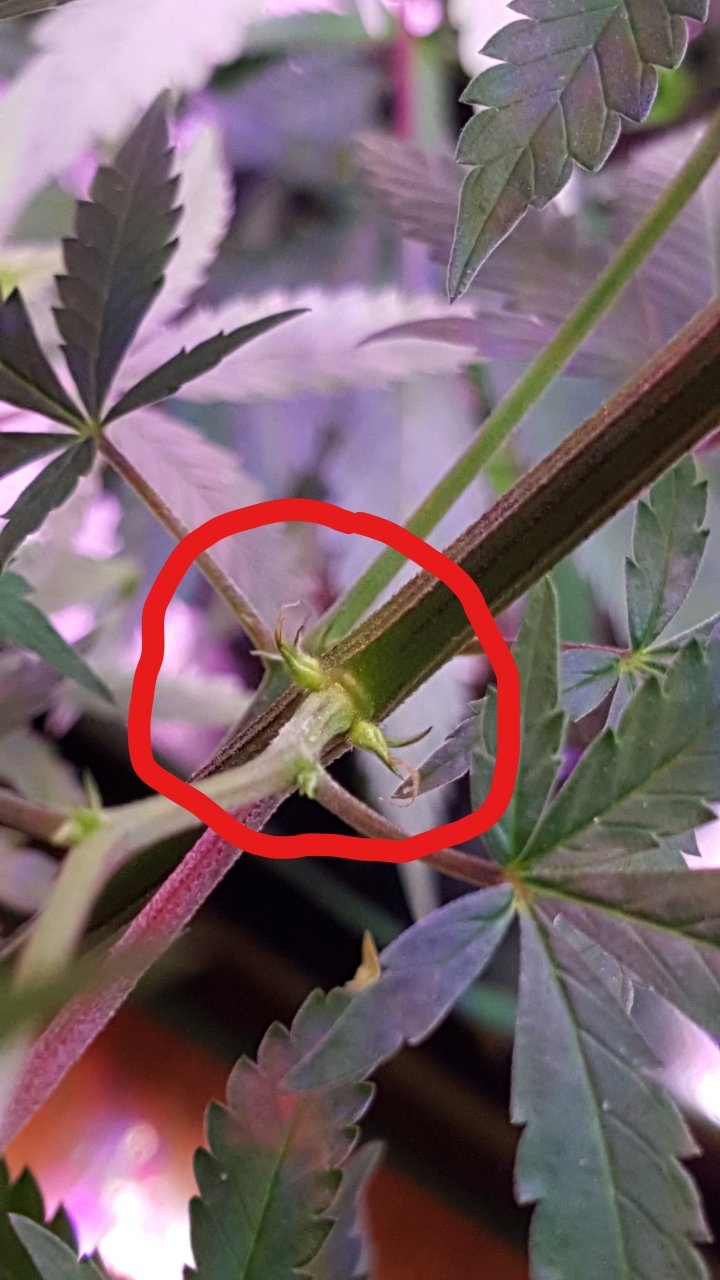 101918 Pistils.jpg