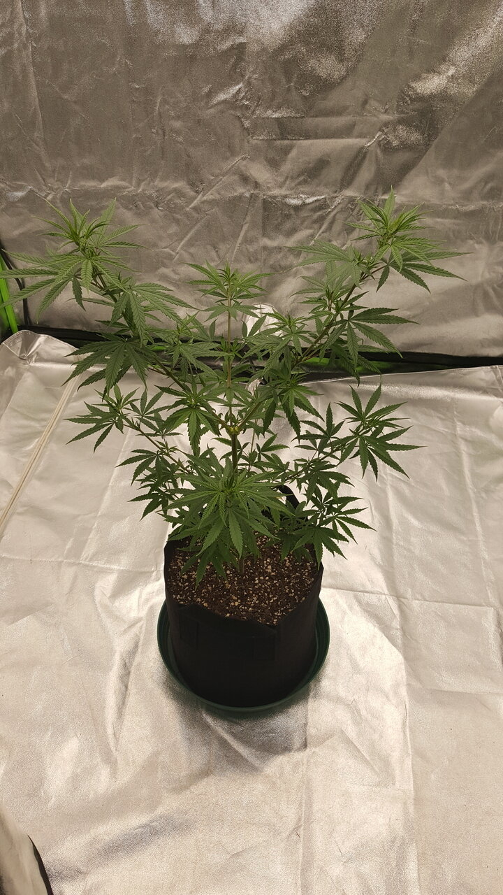 102119 Panama Haze Flip Day 5 1.jpg