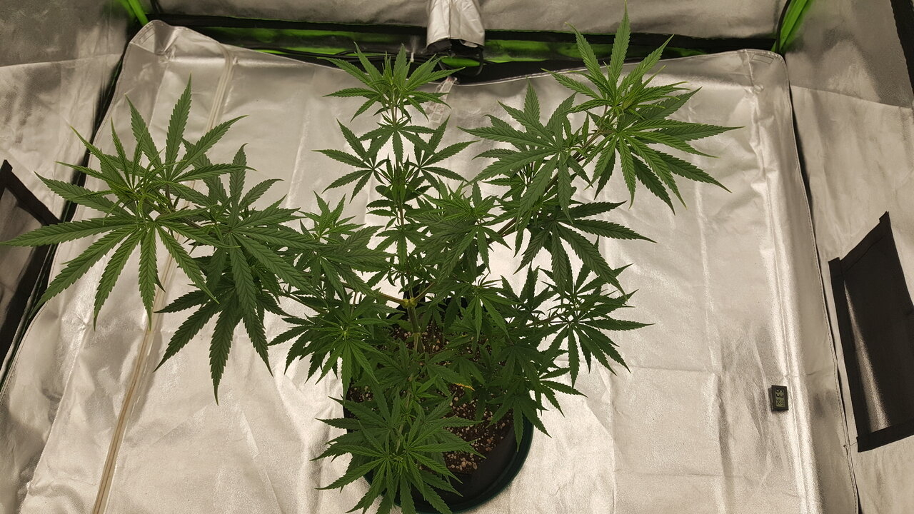 102119 Panama Haze Flip Day 5 7.jpg